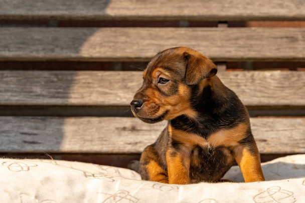 Un mese di età marrone Jack Russell cucciolo seduto su una panchina da giardino in legno. Fuori al sole per la prima volta. Temi per animali, Cuscino, Focus selettivo, Sfocatura - Foto, immagini