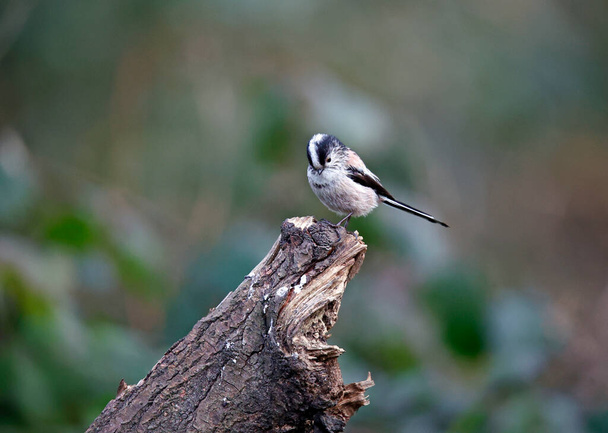 Long tailed tit perched on a log in the woods - Photo, Image