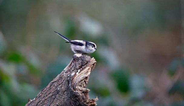 Long tailed tit perched on a log in the woods - Φωτογραφία, εικόνα
