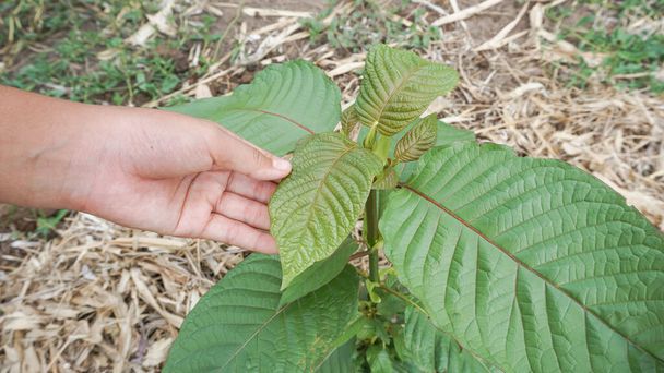 Рука, що тримає листя Мітрагіна-сперози рослини здорове лікарське рослина для болів і болів, посаджених в сільськогосподарському саду
 - Фото, зображення