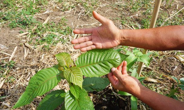 Hand holding Mitragyna speciosa leaves of the kratom plant a healthy medicinal plant for aches and pains planted in the agricultural garden - 写真・画像
