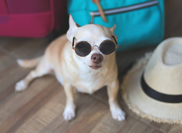 Πορτρέτο του καφέ κοντά μαλλιά chihuahua σκυλί φορώντας γυαλιά ηλίου κάθεται με υφαντή τσάντα, μπλε σακίδιο, ροζ βαλίτσα και ψάθινο καπέλο, κοιτάζοντας την κάμερα. Ταξίδι με τα κατοικίδια ζώα έννοια. - Φωτογραφία, εικόνα