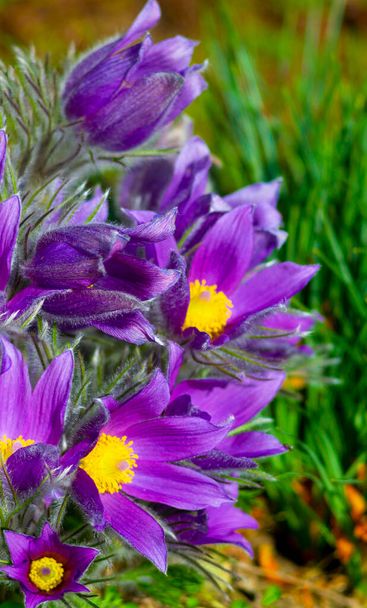 Flowers of the Windflower or Pulsatilla Patens.First spring blooming flower, purple plant macro, dream grass	 - Photo, Image