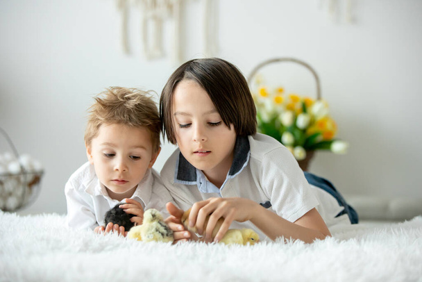 Cute child at home with little newborn chicks, enjoying, cute kid and animal friend in a sunny room - Foto, afbeelding