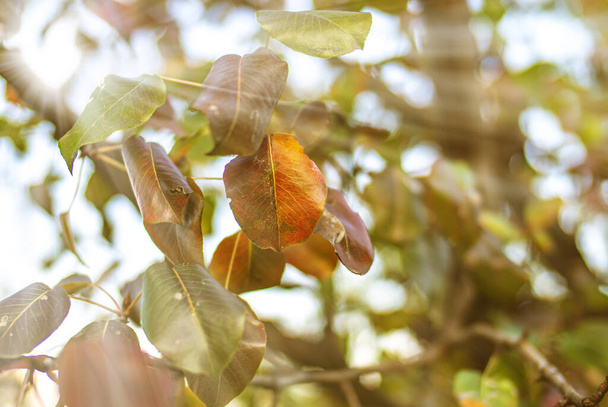 autumn leaves on a tree sun ray close up - Foto, Bild