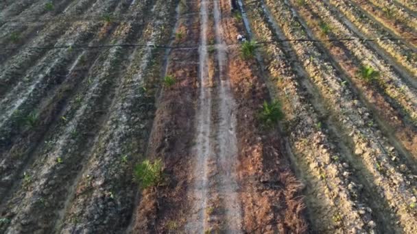 aerial morning scene of agriculture land. - Materiał filmowy, wideo