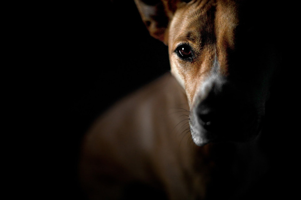 Terrier de staffordshire americano
 - Foto, Imagem