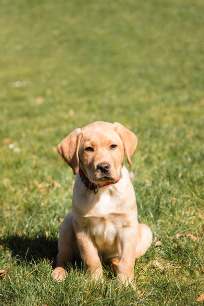 A cute beige labrador retriever puppy sits on the green grass outdoors. Vertical photo. - Photo, Image