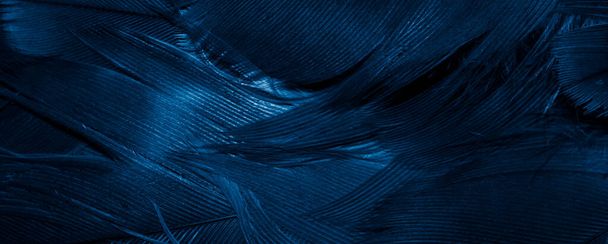 blue hawk feathers with visible detail. background or texture - Foto, Imagem