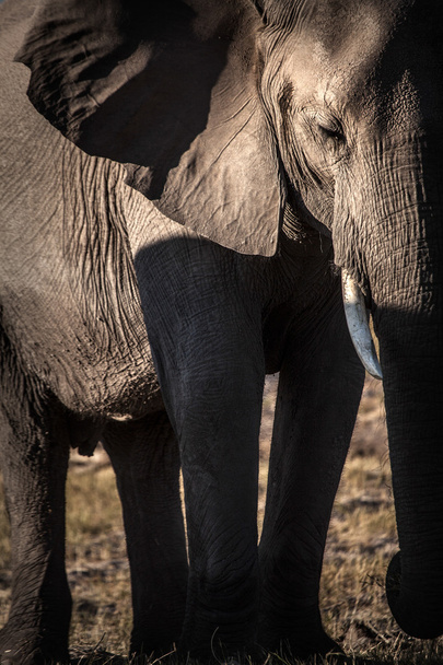 African elephant - Photo, image