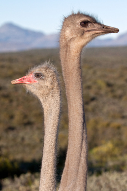 African ostriches - Foto, Imagem