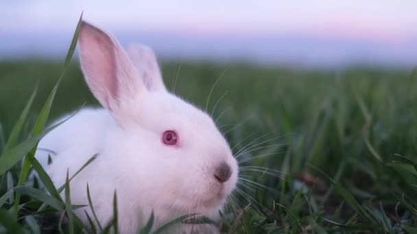 Schönes Kaninchen im hohen grünen Gras, weißes Kaninchen, das in die Kamera schaut - Filmmaterial, Video