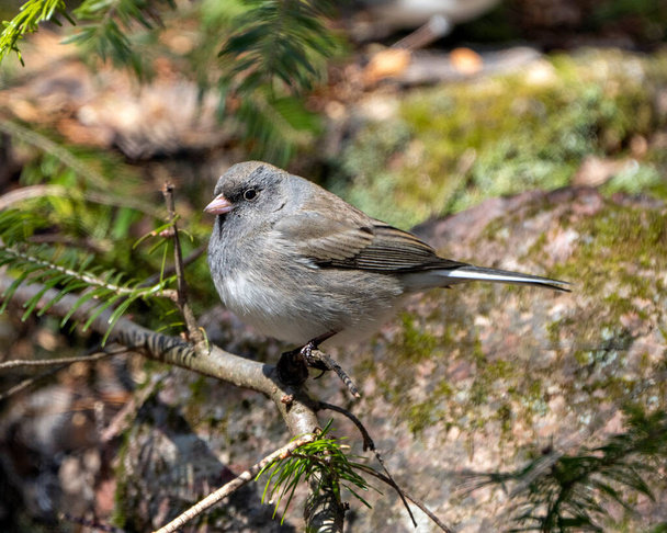 Junco bird perched on a branch displaying grey feather plumage, head, eye, beak, feet, with a blur green background in its environment and habitat surrounding. Dark-eyed Junco. - Photo, Image