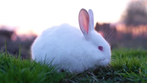 Білий кролик з червоними очима, він ходить по яскраво-зеленій траві в саду
. - Кадри, відео