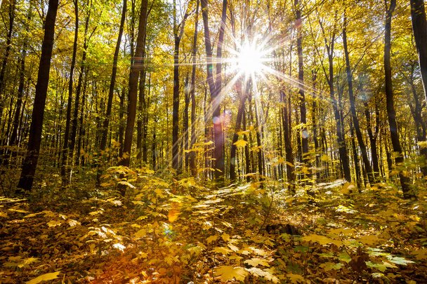 autumn forest - Fotoğraf, Görsel