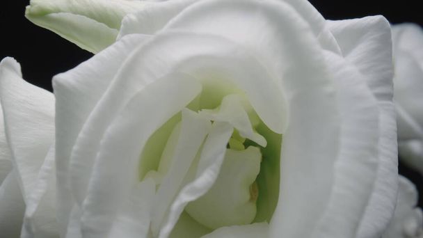 Bouquet of white eustoma with open flowers and buds on black studio background. Blooming flowers with petals and green stem close up. Floral background for holiday, congratulations, birthday. - Φωτογραφία, εικόνα
