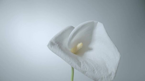 Μονόχρωμο λευκό λουλούδι calla σε στέλεχος σε λευκό φόντο. Μπαντ από τρυφερή ζαντεδέσκια με κατσαρό πέταλο και κίτρινο stamen από κοντά. Floral φόντο για διακοπές, συγχαρητήρια, γενέθλια. - Φωτογραφία, εικόνα