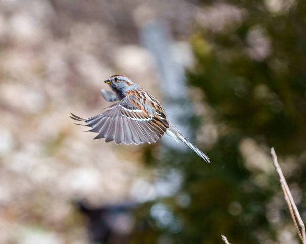 Sparrow female bird flying with its beautiful brown spread wings with a blur background in its environment and habitat surrounding. Bird flight. Purple Finch female. - Foto, Imagen