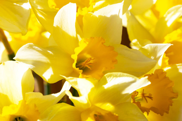 Fresh yellow daffodils close up - Photo, image