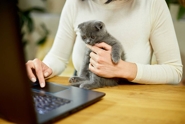 Unrecognizable hand Woman searching vet website on laptop to register cat kitten for veterinary consultation, Freelancer female working from home. - Foto, afbeelding