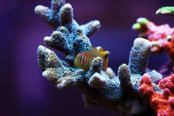 Green Clown Coral Goby - Gobiodon histrio - Photo, Image