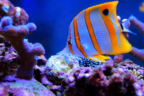 Copperband butterfly fish - Chelmon Rostratus - Photo, Image
