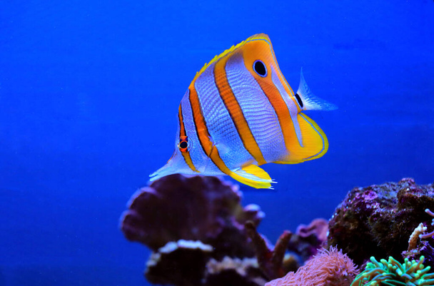 銅蝶の魚 – チェルモンロストラタス - 写真・画像