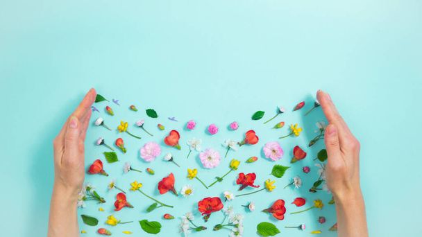 Složení jarních přírodních květů, poupat a mladých listů mezi dámskými rukami na světle modrém pozadí. Jarní a letní koncept. - Fotografie, Obrázek