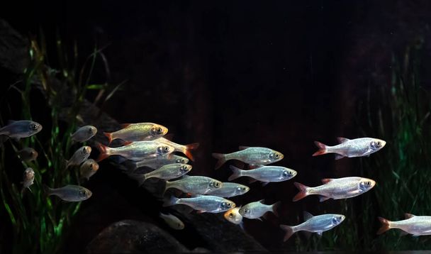 Malé stříbrné ryby v akváriu na černém pozadí. - Fotografie, Obrázek