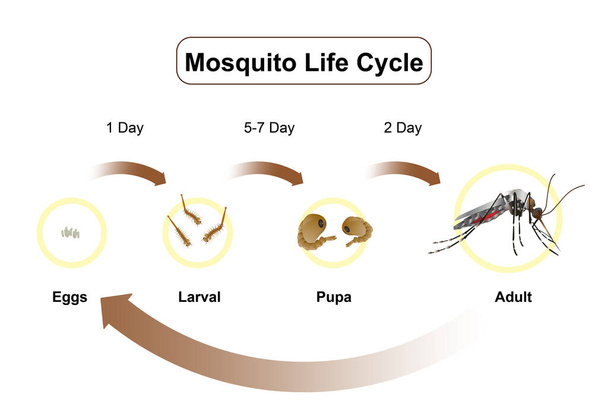 The life cycle of mosquitoes vector Infographic of insect Lay Eggs in water - Vector, Image