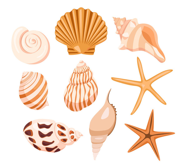 Set di bellissime conchiglie varicolore e stelle marine di diversa forma su sfondo bianco. Illustrazione vettoriale bellissimo mare tropicale e molluschi oceanici in stile cartone animato. - Vettoriali, immagini