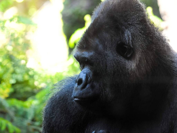Fuerte adulto negro gorila en el suelo verde - Foto, imagen