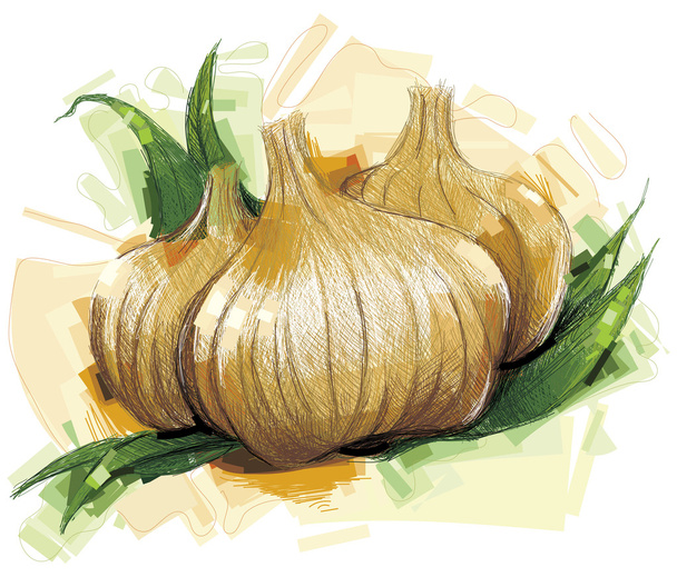 Boceto de cebolla
 - Vector, imagen