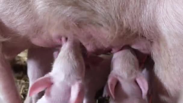 Little domestic piglets drink mothers milk from a large domestic white sow - Filmati, video