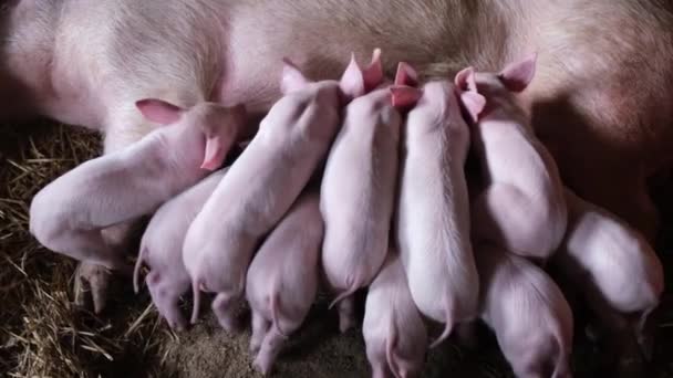 Küçük domuzcuklar domuzcuklardan süt içerler. Domuzların çocuklarını domuzlar besler. Kırsalda bir çiftlik. - Video, Çekim