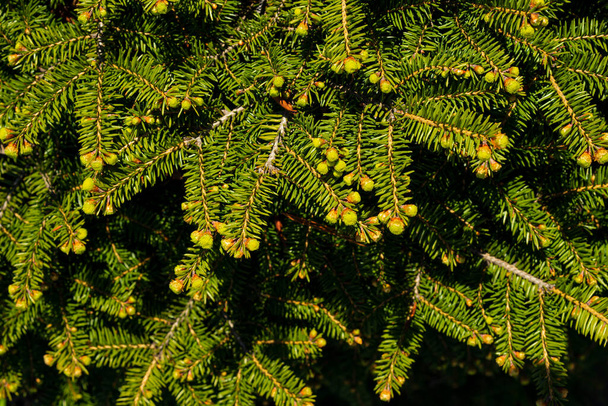 Świerk norweski - Picea abies lub europejski świerk nowe igły. Naturalna iglasta struktura tła. Rozmycie ostrości selektywnej - Zdjęcie, obraz