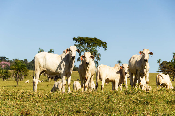Придорожный пейзаж Бразилии, где крупный рогатый скот ест зеленую траву в день с ясным небом. Сельский пейзаж во внутренних районах Бразилии. - Фото, изображение