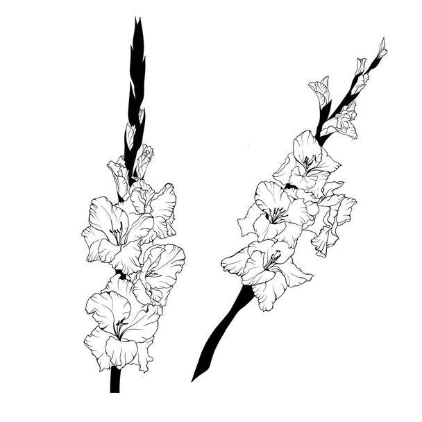 Hand drawn line art gladiolus flower  - Foto, Imagem