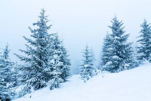Piękny zimowy krajobraz z pokrytymi śniegiem drzewami. Zimowe góry. - Zdjęcie, obraz