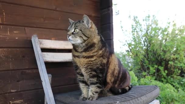 Brede hoekvideo van een kleine dikke kat op een stoel - Video