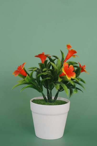 potted flower isolated on the table - Photo, Image