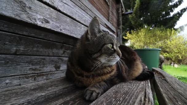 Видео, где жирный кот лежит уставший и зевает на деревянной скамейке - Кадры, видео