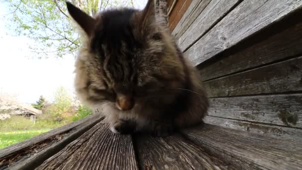 Szeroki kąt wideo karmienia norweski kot leśny - Materiał filmowy, wideo
