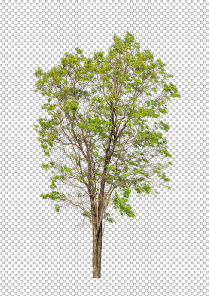 Árbol sobre fondo transparente con ruta de recorte, árbol único con ruta de recorte y canal alfa - Foto, Imagen