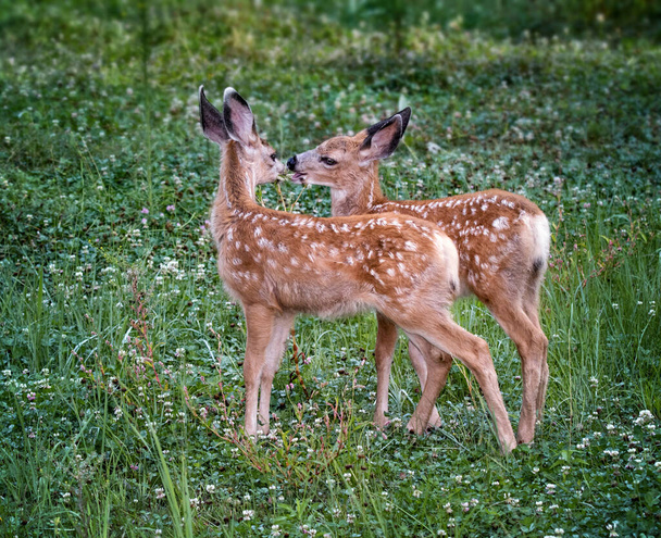 fawn running through a meadow of wildflowers - Photo, Image