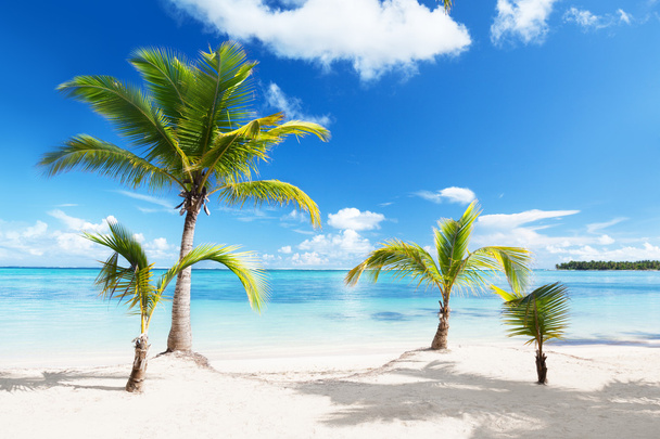 Palms and beach - Photo, image
