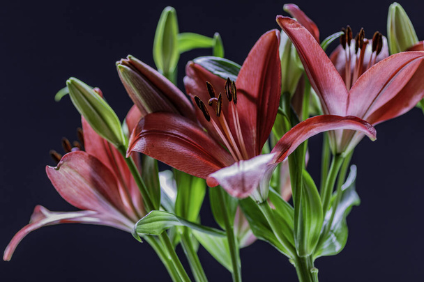 Pistil and stamen of red lily flowers close up on dark background - Foto, Imagem
