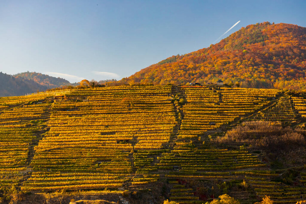 autumn vineyard in Wachau region, Austria - Photo, Image