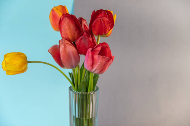 Kytice na šedomodrém pozadí. Červené a žluté tulipány v čiré skleněné váze. Krásné pestrobarevné květiny. - Fotografie, Obrázek