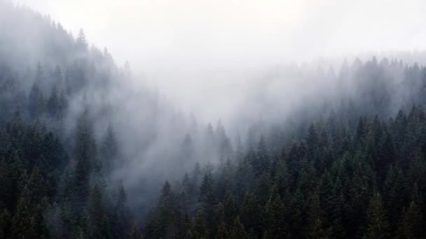 Туман проливается над еловым лесом, холодная дождливая погода. - Кадры, видео